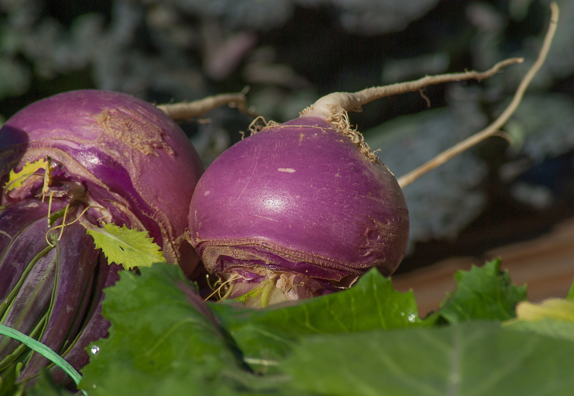 Picture of turnips